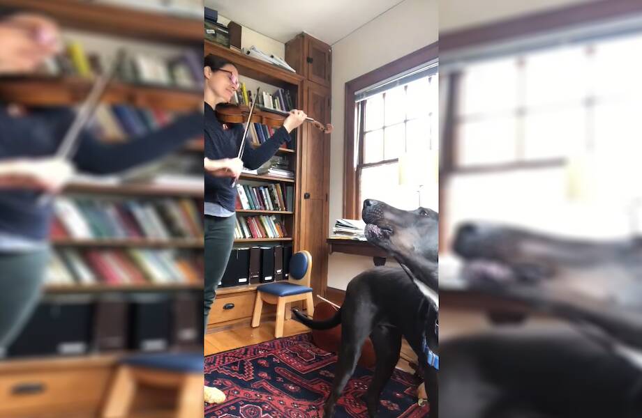 Видео: Собака подпевает скрипачке