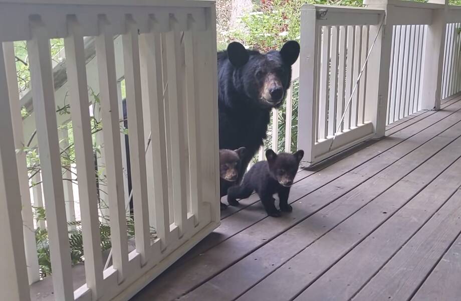 Видео: Медведица привела медвежат к людям на крыльцо, чтобы познакомиться