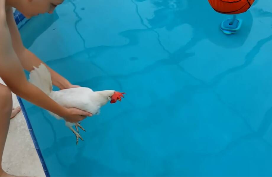Видео: Может ли курица плавать
