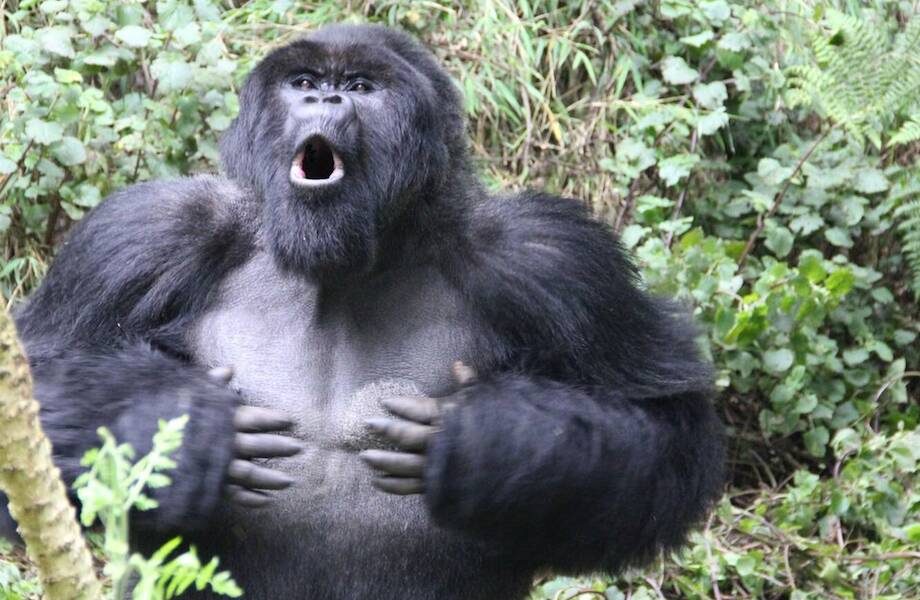 Видео: Ученые поняли, почему гориллы бьют себя в грудь