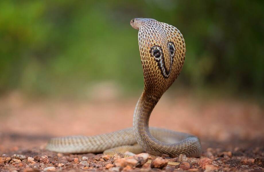 Видео: Почему королевская кобра столь сильно недолюбливает других змей