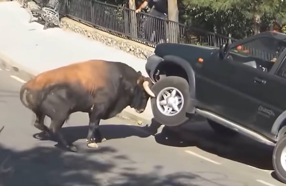 Видео: Невероятные случаи с животными на дороге, снятые на камеру