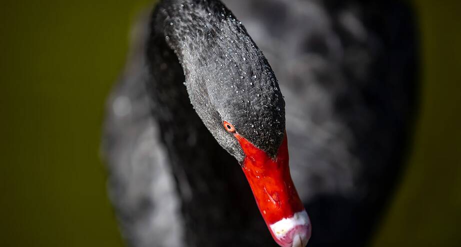 Фото дня: черный лебедь в турецком парке