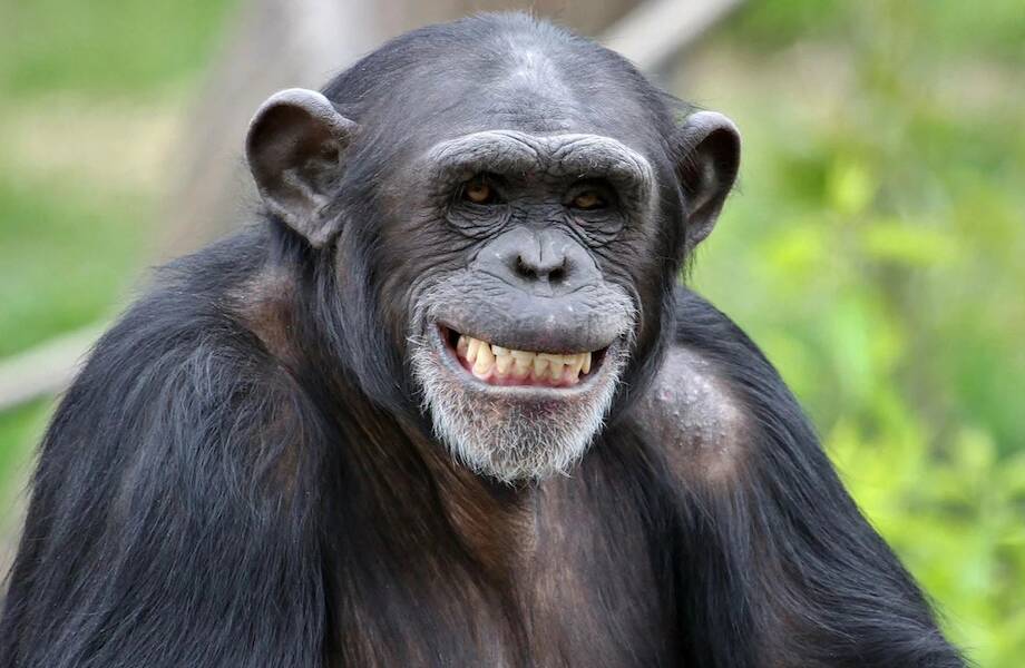 Почему нельзя улыбаться диким обезьянам