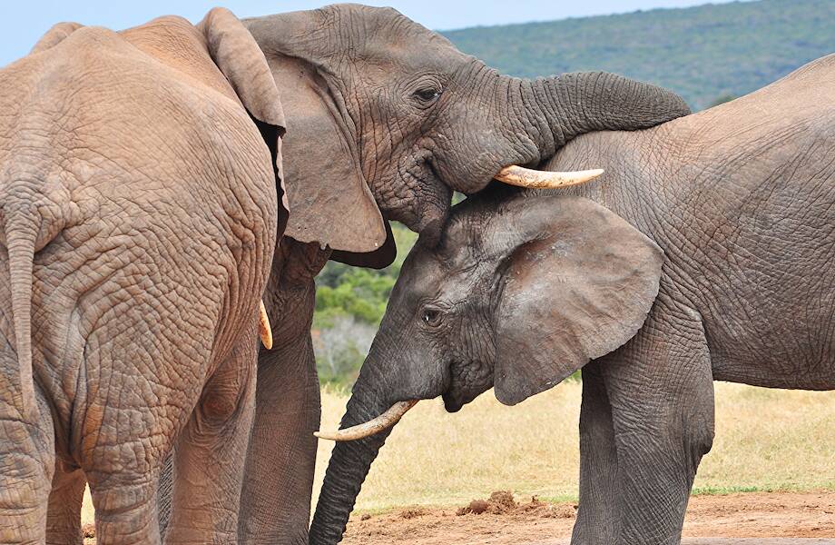 Пять удивительных фактов о хоботах слонов, которые не могут не удивить