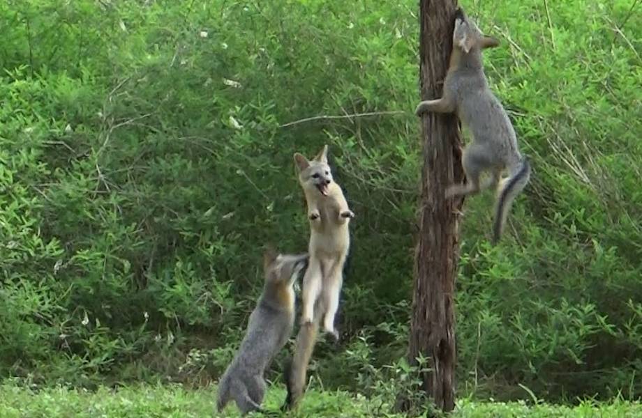 Видео: «Летающие» лисы — невероятно, но серые лисы умеют лазать по деревьям
