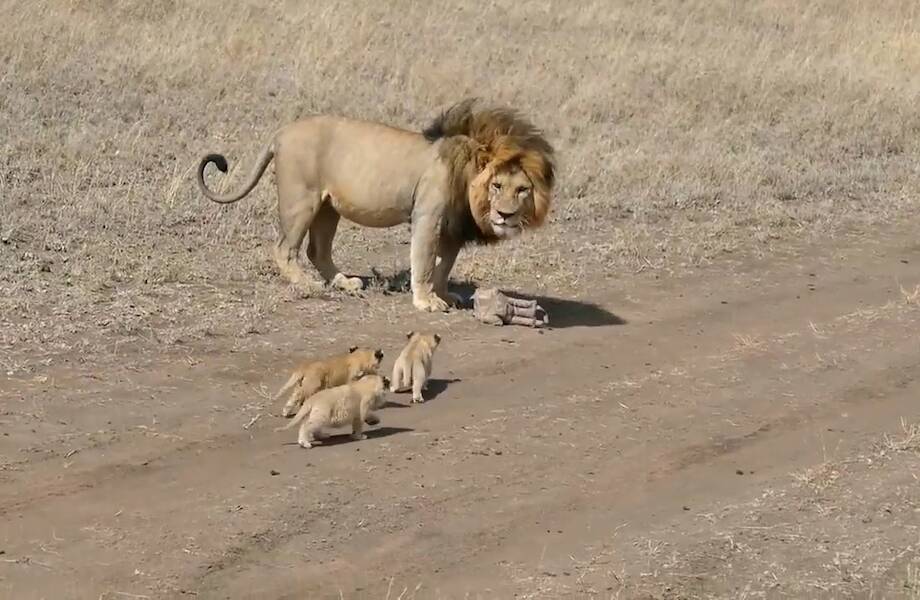 Забавное видео: Лев пытается сбежать от своих детенышей, но те упорно преследуют его