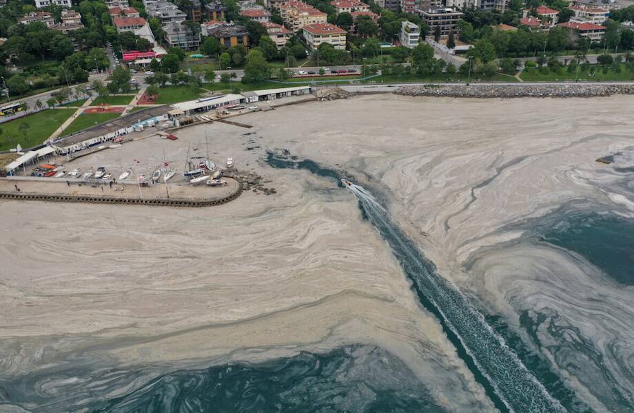 Откуда взялась «морская слизь» у берегов Турции, и может ли море превратиться в болото