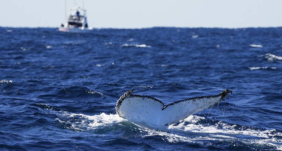 Фото дня: киты возвращаются в Австралию