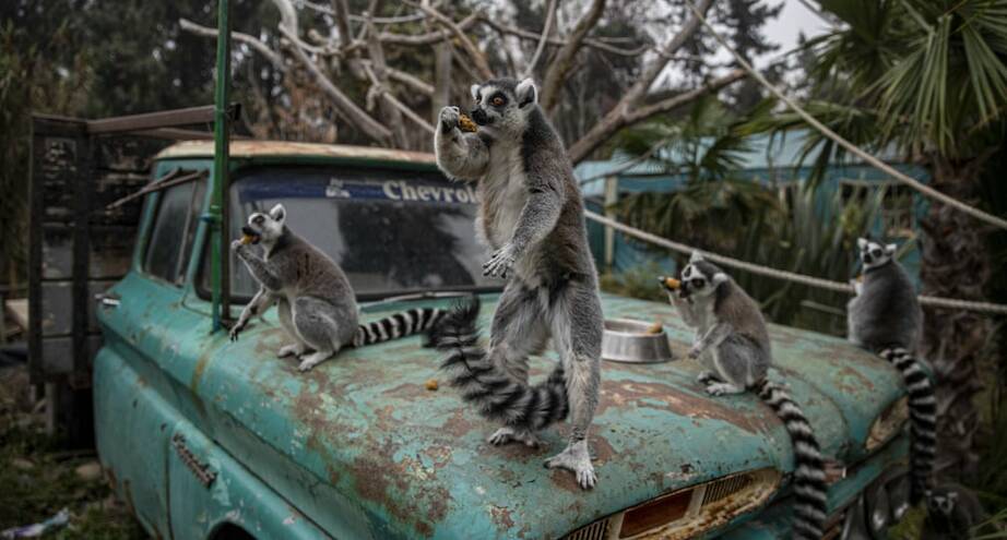 Фото дня: кольцехвостые лемуры в чилийском зоопарке