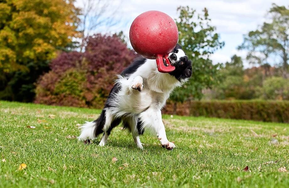 Кто точно принесет мячик: 8 самых послушных пород собак которые понимают с полуслова