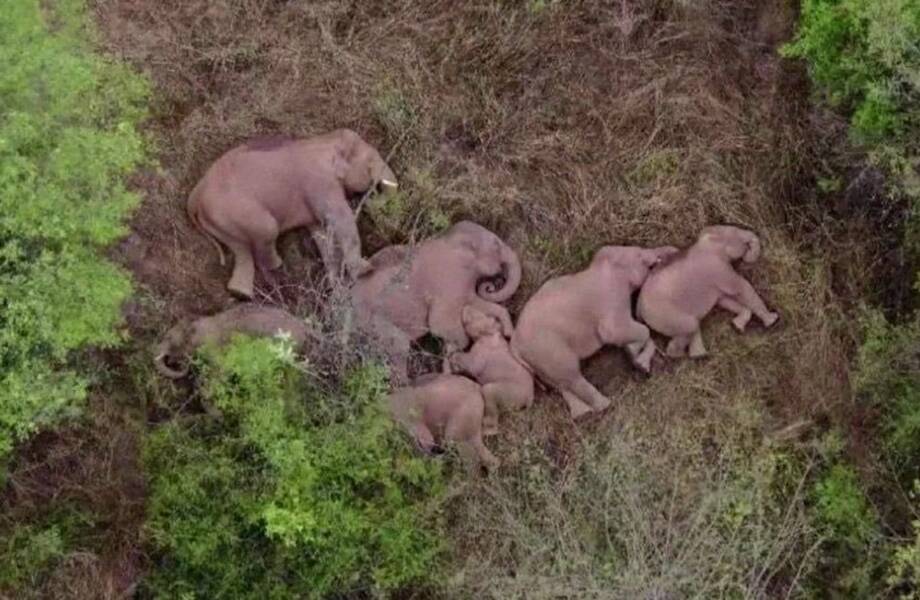 Видео: Трогательные кадры, как отдыхает стадо бродячих слонов