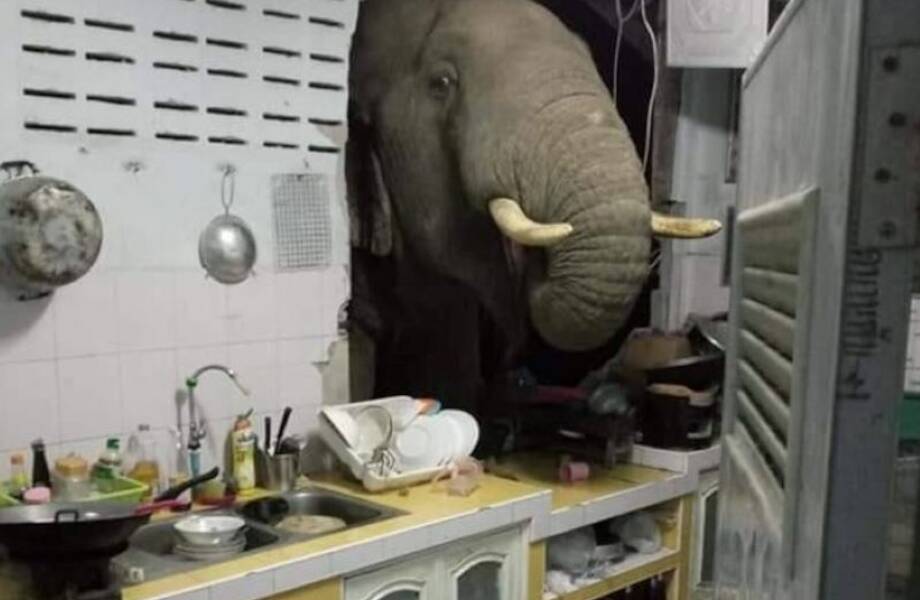 Как случилось, что таиландский слон украл на кухне пачку риса