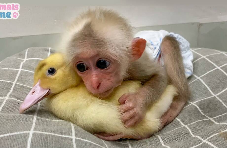 Видео: Детеныш обезьянки очень старался уложить спать утенка, и у него получилось