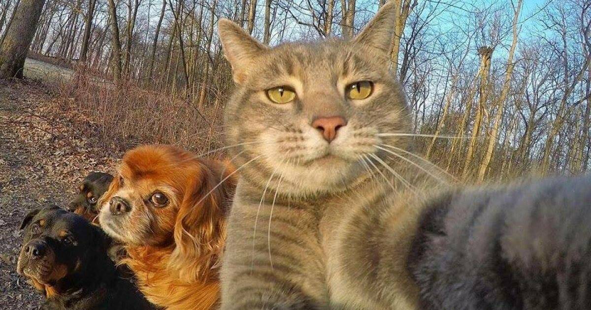 Селфи кот