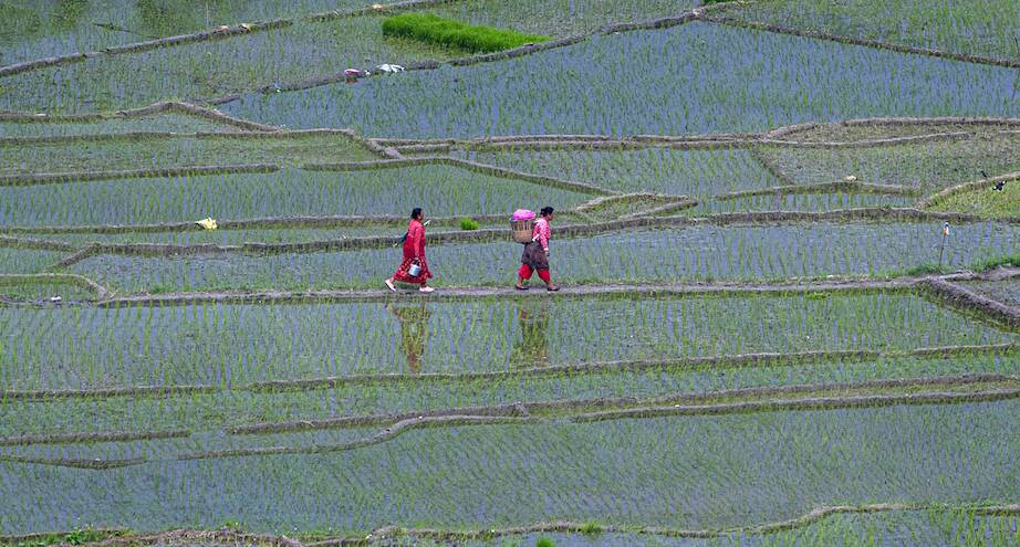 Фото дня: посадка риса