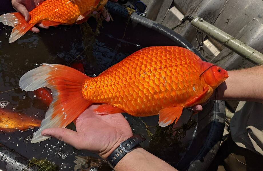 Американцев просят не выпускать золотых рыбок на волю: они становятся гигантами
