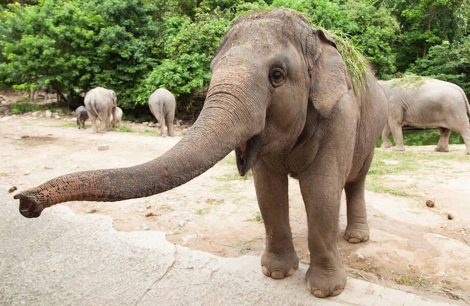 Люди нашли слоненка, которого бросило стадо, путешествующее по Китаю
