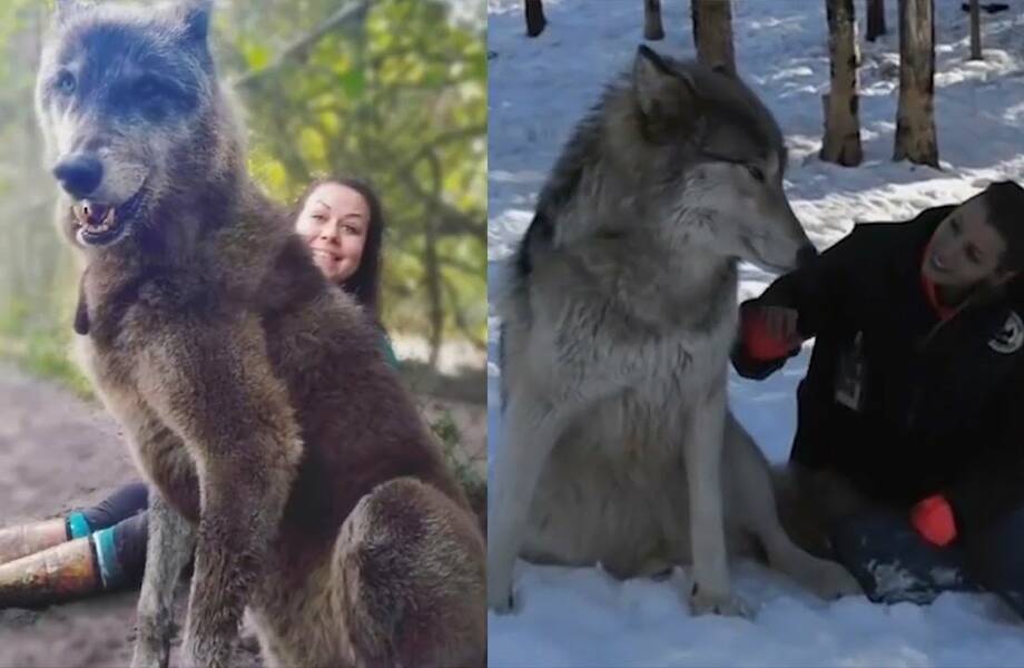Видео: Самые большие волки, которых удалось снять на камеру