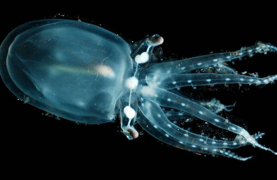 Робот заснял прозрачного подводного осьминога: как живет это существо