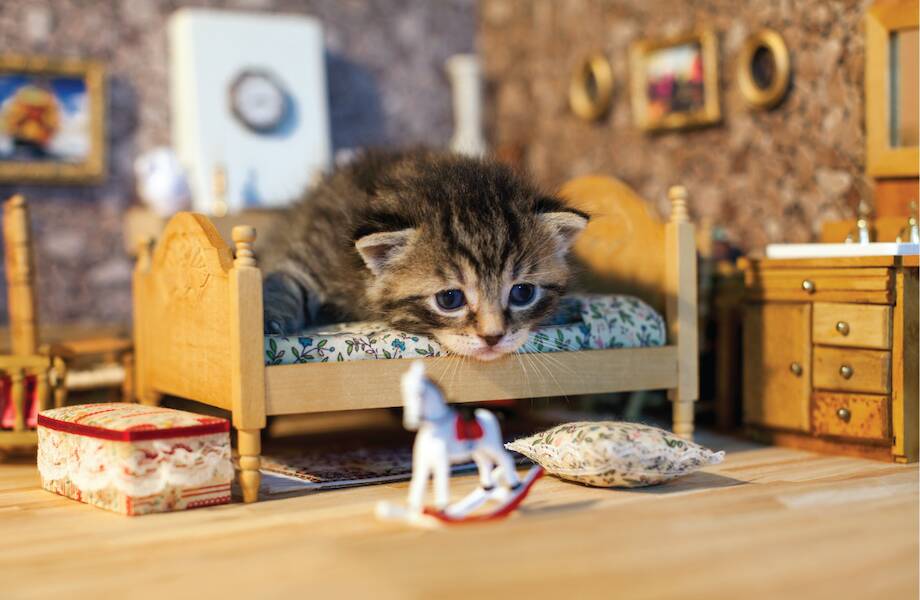 Коты — как слоны: 20 очаровательных фотографий кошек в кукольных домиках