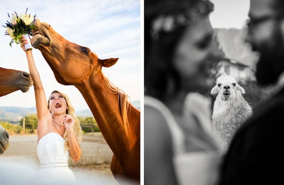 15 свадебных фото, на которых вдруг появились животные и забрали себе все внимание