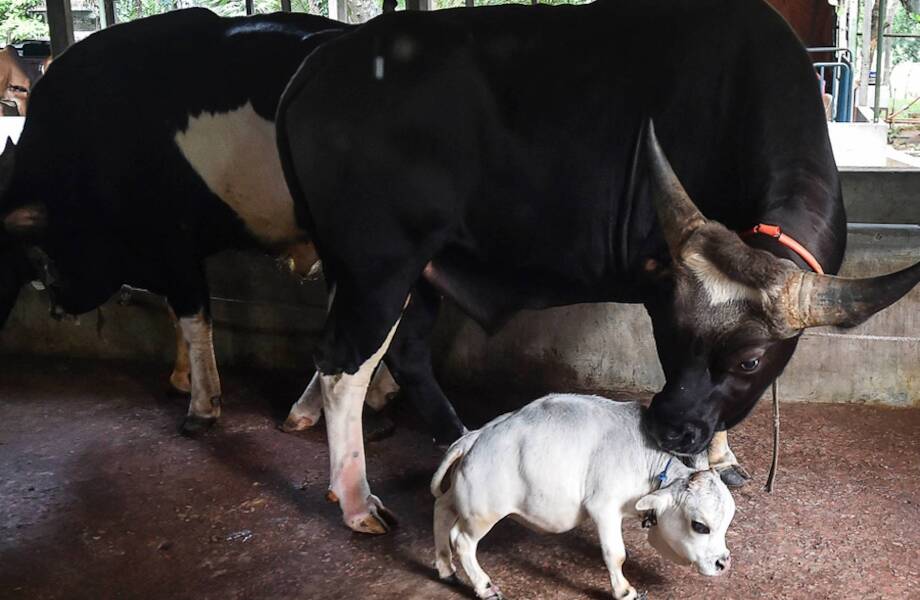 Видео: Тысячи людей съезжаются на ферму, чтобы увидеть самую маленькую корову в мире