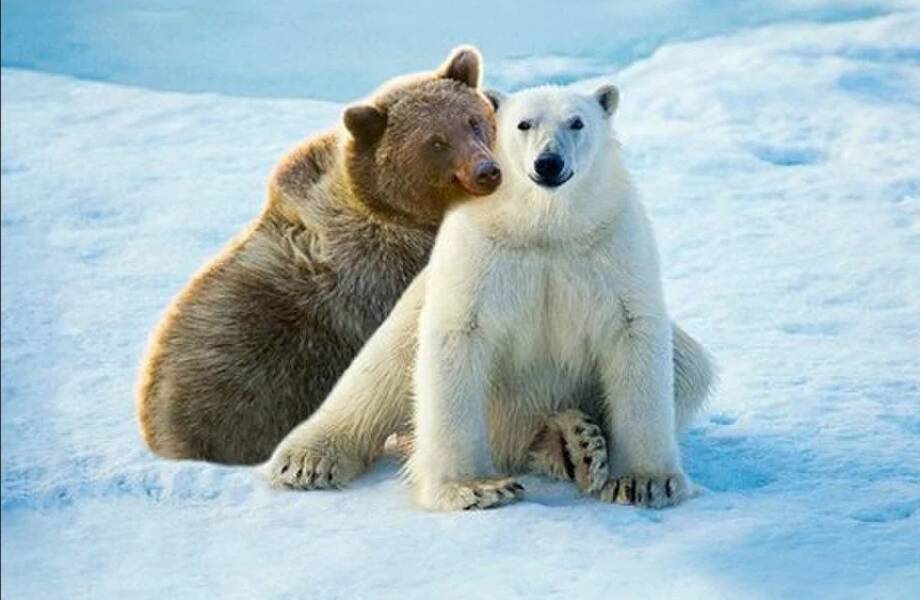 Кто родится от союза бурого медведя с белым: удивительные пизли Арктики