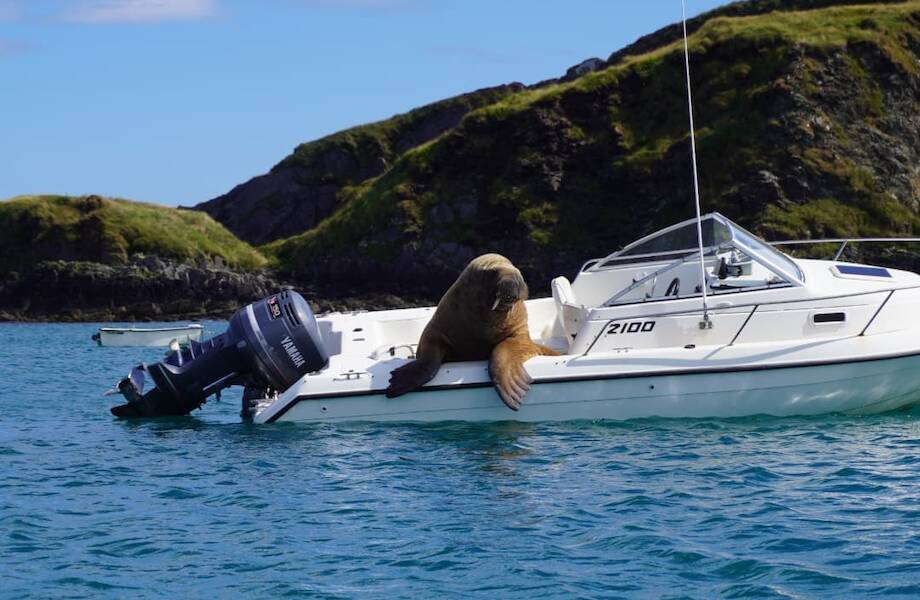 Забавные снимки моржа Валли, который очень любит отдыхать на катерах и яхтах