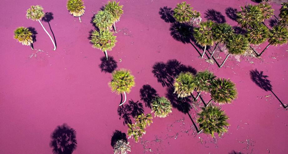 Фото дня: лагуна, ставшая розовой из-за загрязнений