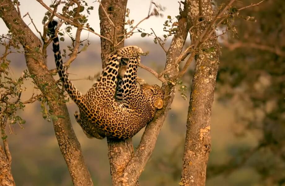 Молниеносная охота леопарда на стервятников попала на видео в ЮАР