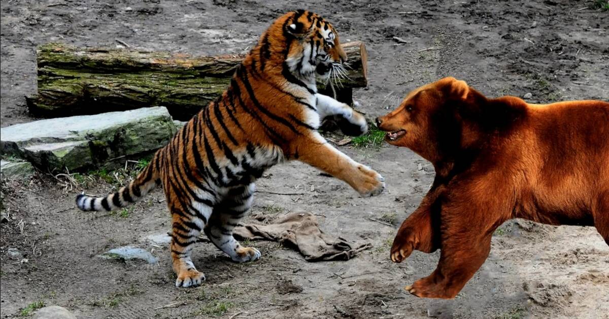 Тигр лев и медведь. Бурый медведь против Уссурийского тигра. Амурский тигр и бурый медведь. Уссурийский медведь против тигра. Бурый медведь против тигра.