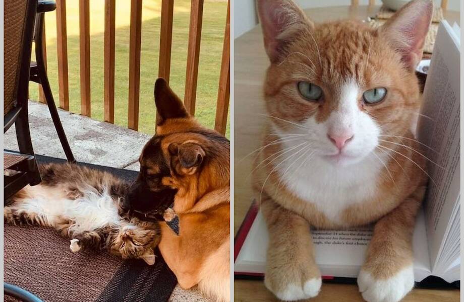 17 забавных фото котов, которые зашли в чужой дом и чувствуют себя хозяевами