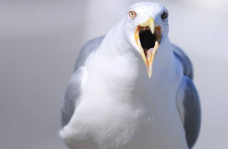 Видео: Не самые культурные птицы, которые ведут себя неподобающим образом на камеру