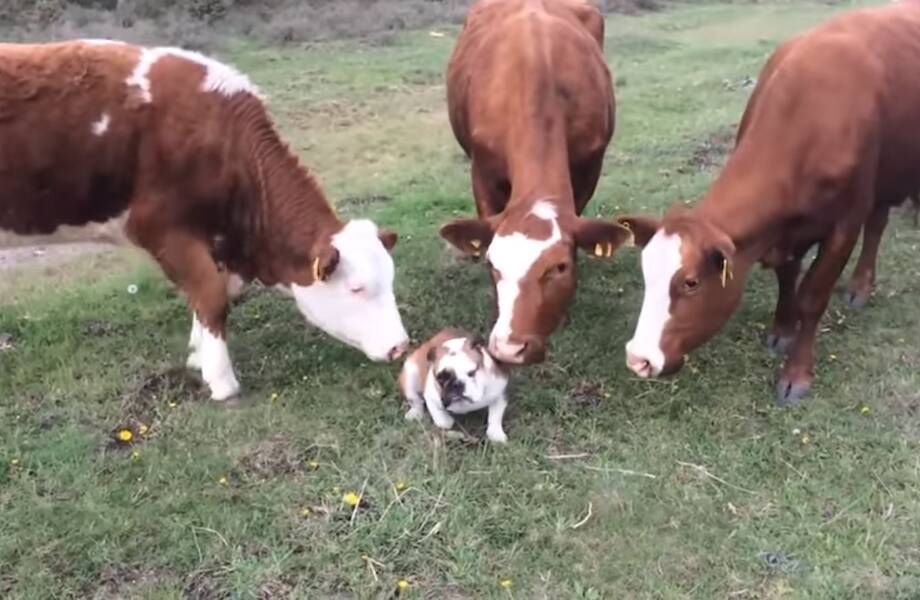 Видео: Как коровы приняли собаку за свою и другие забавные моменты с животными