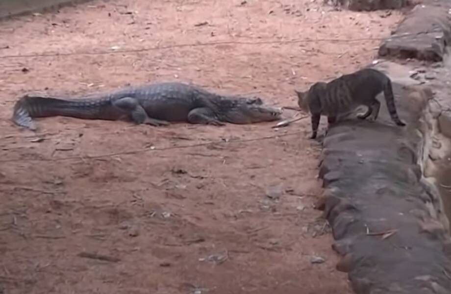 Видео: Как кот украл рыбку у спящего крокодила и другие занятные моменты с животными