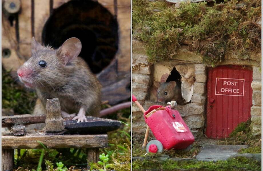 17 фото чудесного мышиного городка, который создал для грызунов фотограф в своем дворе