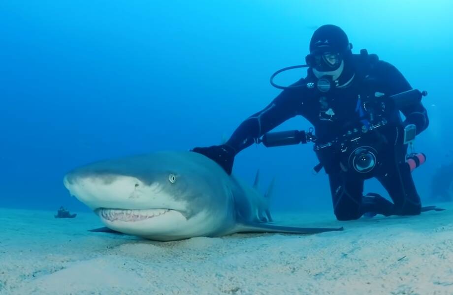 Видео: Дикая акула узнала человека, своего друга, после года разлуки