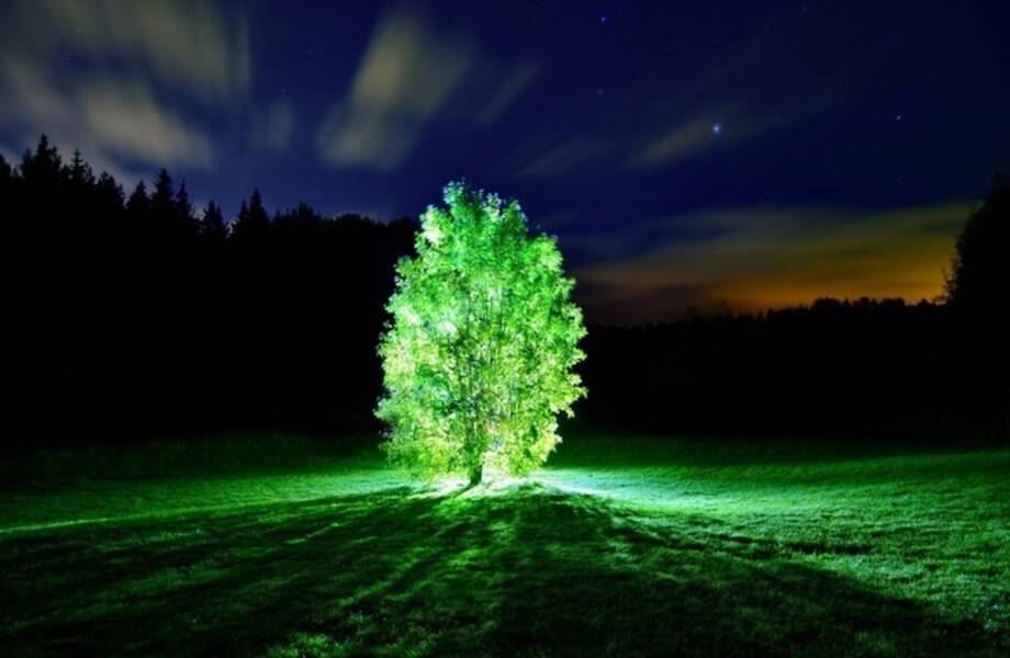 Растения-светильники: ученые придумали способ «заряжать» представителей флоры