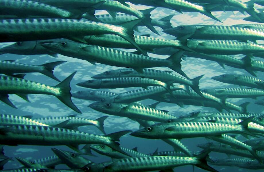 Деликатес или яд: 4 самые парадоксальные съедобные рыбы