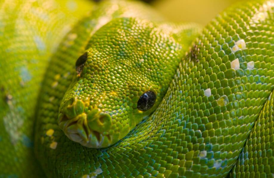 10 самых популярных мифов о змеях 