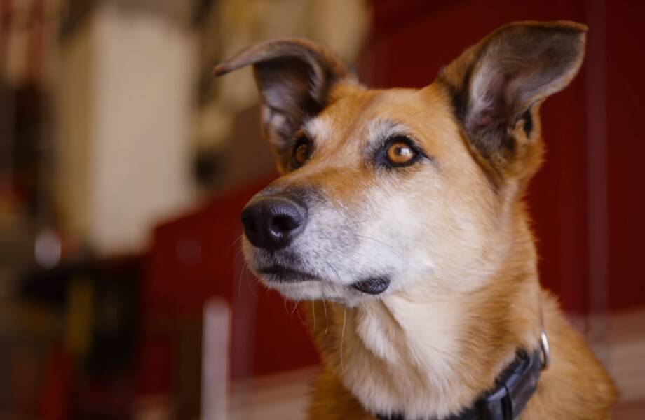 Видео: Почему собаки являются самыми важными сотрудниками поисково-спасательных групп