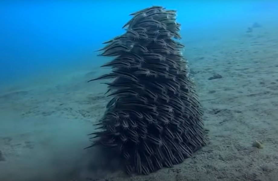Видео: Дайвер снял шагающее по дну существо — так двигаются рыбы