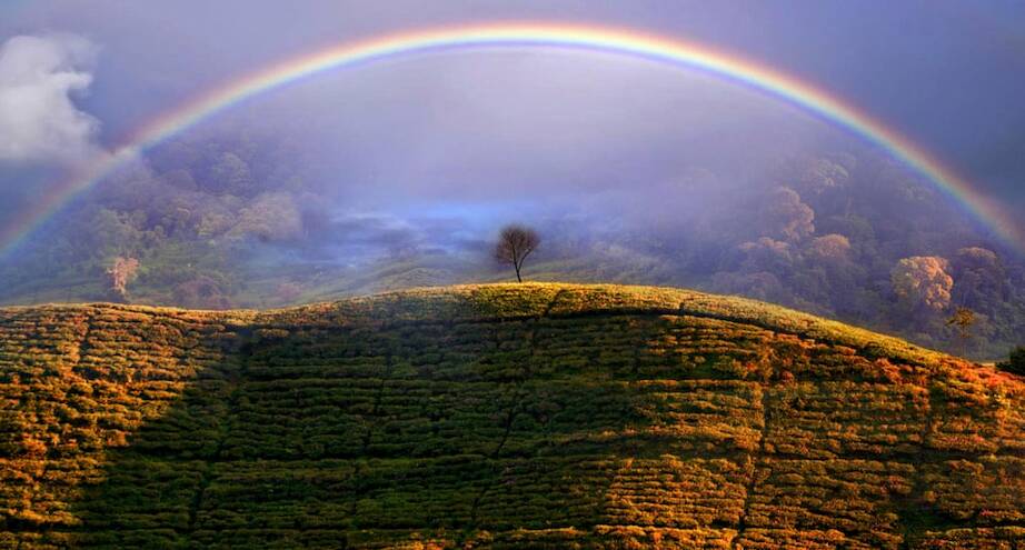 Фото дня: радуга над чайными плантациями Индонезии