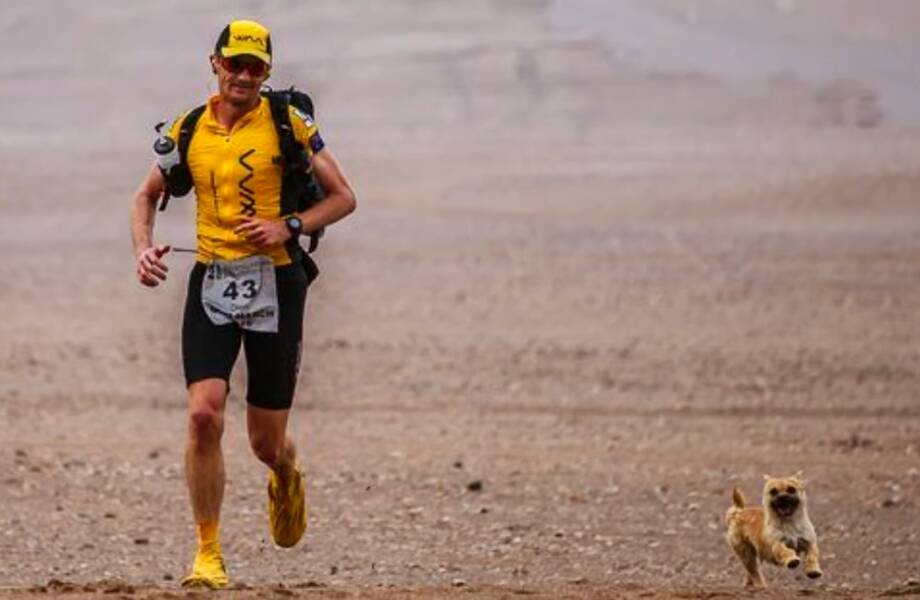 Чудесная история, как бездомная собака пробежала с марафонцем 100 км по пустыне Гоби