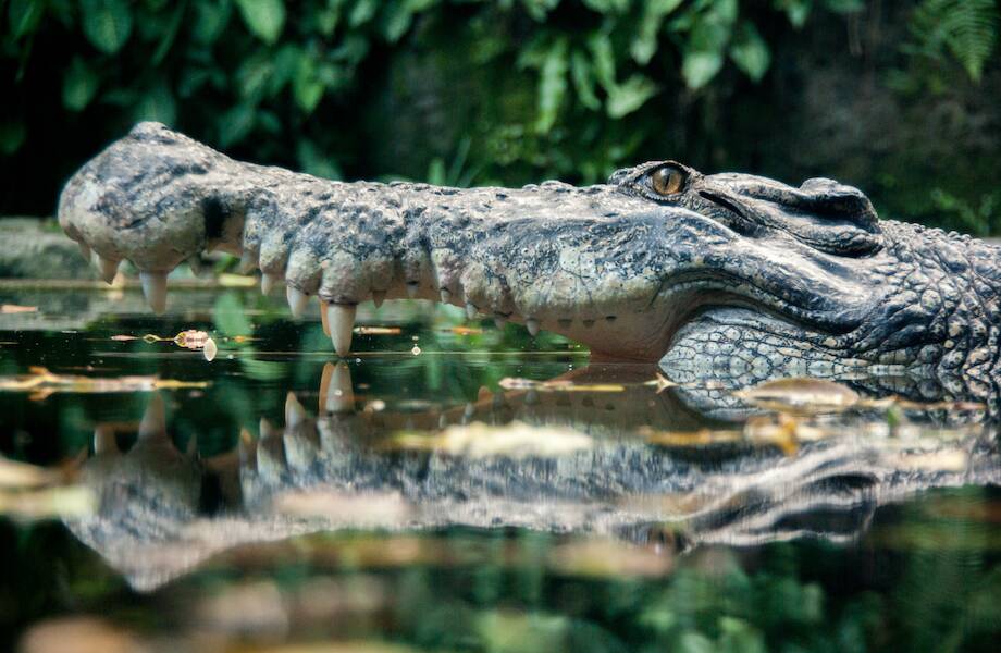 Видео: Гребнистый крокодил — рептилия, которая атакует акул и выживает в соленой воде