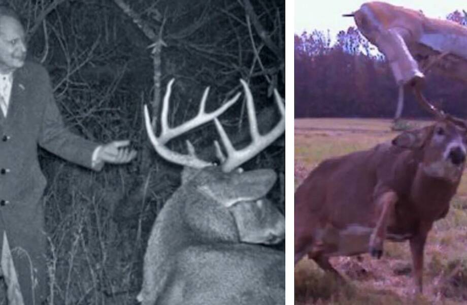 Видео: Самые странные кадры, случайно снятые фотоловушками