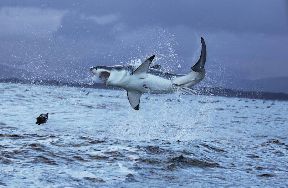 Три обитателя океана, которые могут напугать даже большую белую акулу 