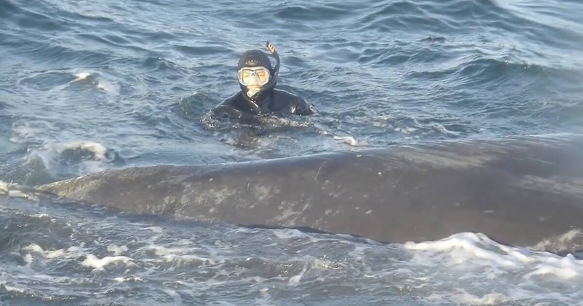 Спасение горбатого кита. Спасение горбатого кита. Охрана китов. Горбатый кит и человек. Спасение морских животных.