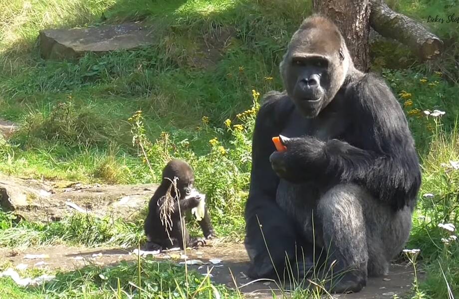 Видео: Самец гориллы с удовольствием проводит время в заботе о единственном сыне